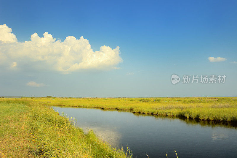 Deal Island WMA景观